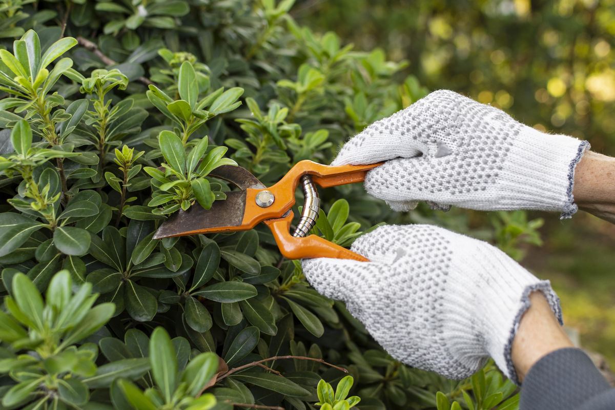 Feinschnitt an einem Strauch mit der Gartenschere – Tal Schnitt Wuppertal