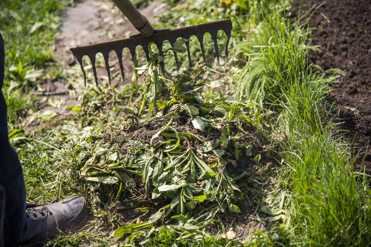 Unkraut im Beet von Hand entfernen – Tal Schnitt Wuppertal